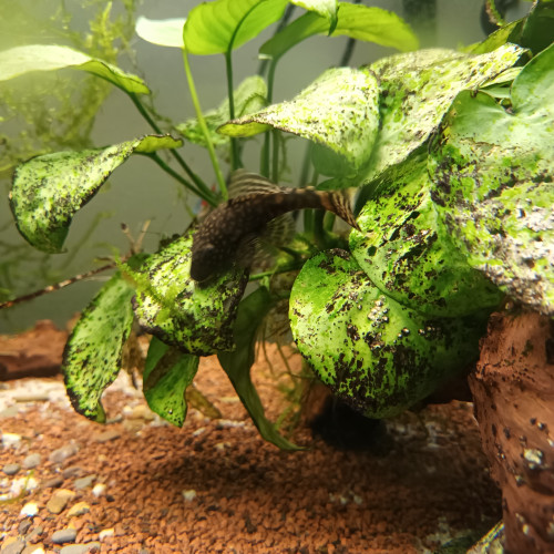 Poisson ancistrus