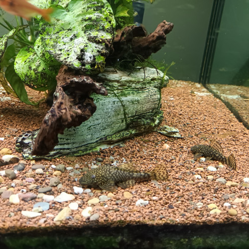 Poisson ancistrus