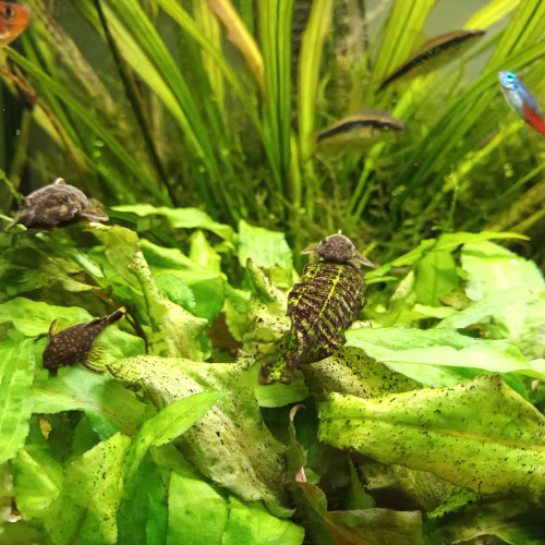 Poisson ancistrus