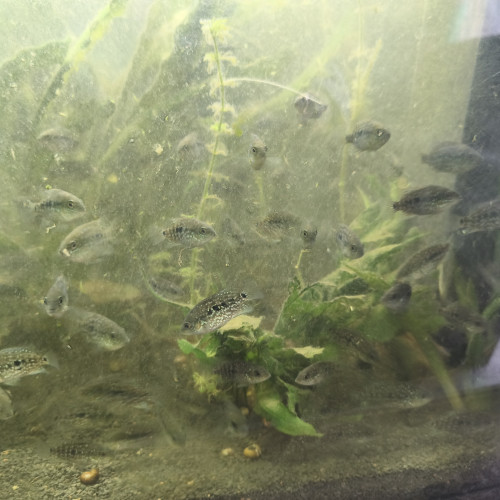 Herichthys carpintis, le Cichlidé perlé ou Carpinte