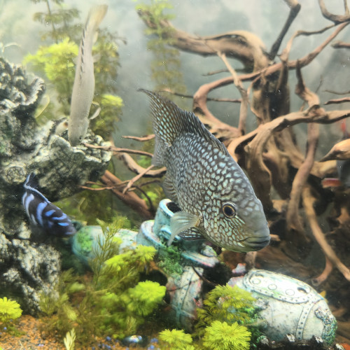 Herichthys carpintis, le Cichlidé perlé ou Carpinte