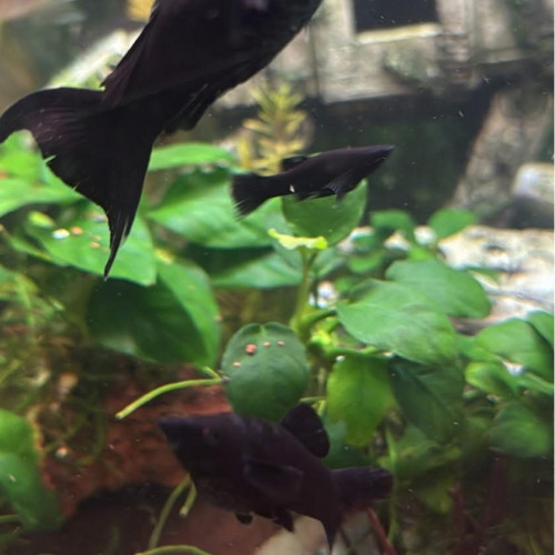 Molly et guppy