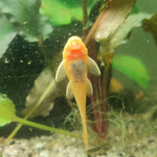 Vends Ancistrus Gold (Dolichopterus)