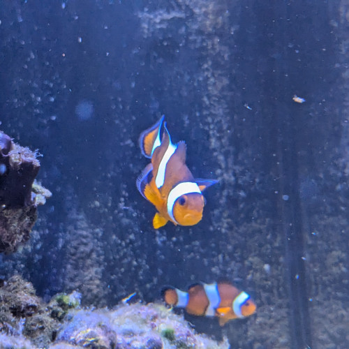 Couple de Poissons clown, amphiprion ocellaris