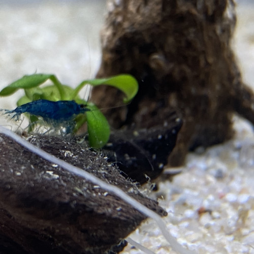 Don crevettes et un néon