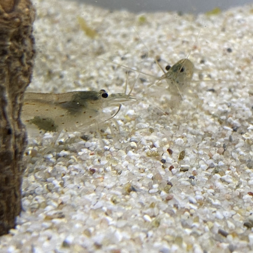 Don crevettes et un néon