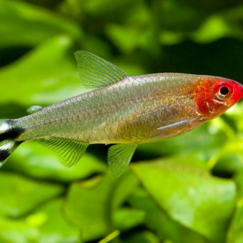 Combattante / Nez Rouge / Danio Rerio