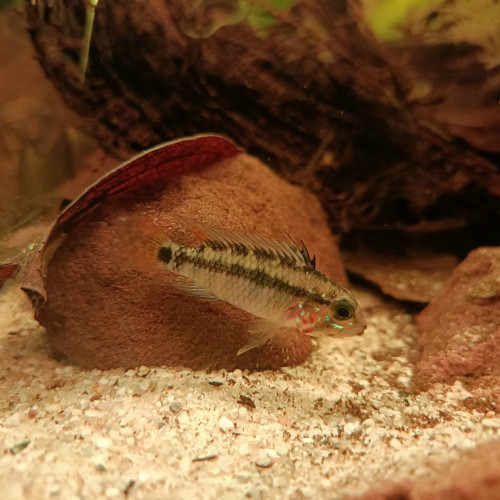 Couple Apistogramma d39 F1