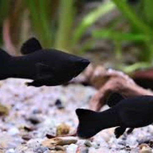 Blacks Mollys voile