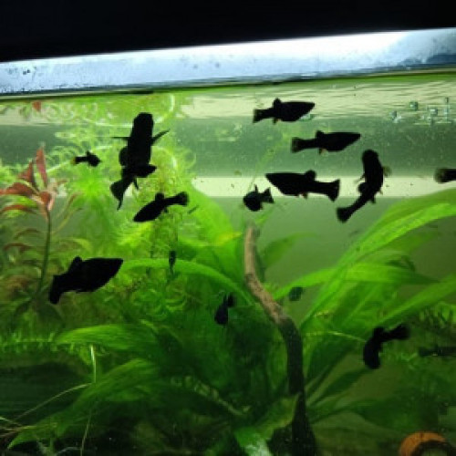 Blacks Mollys voile