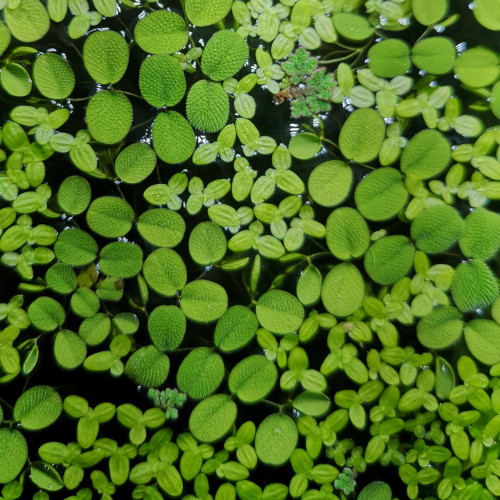 Plantes de surface en mélange
