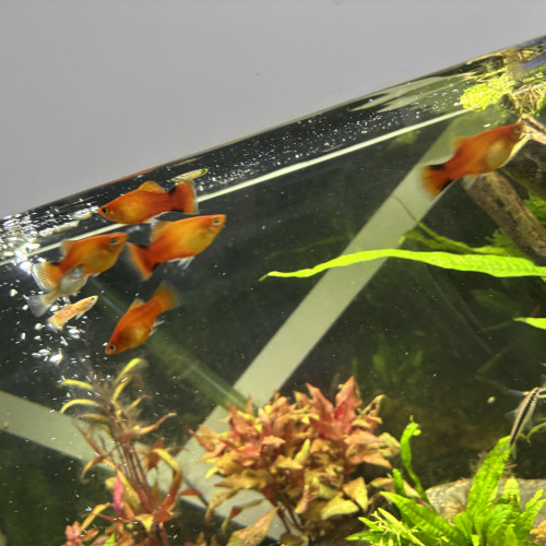 Platy sunset