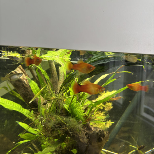 Platy sunset