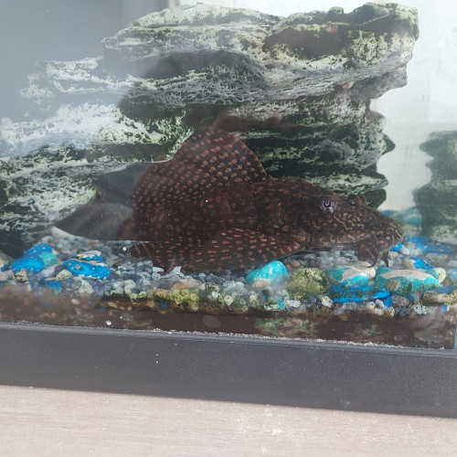 Donne poisson nettoyeur de vitres