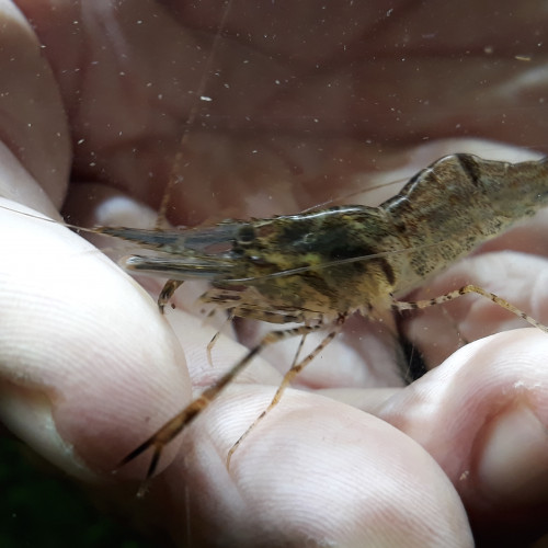 Grande crevette à pinces rouges