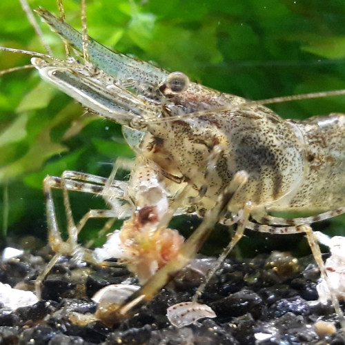 Grande crevette à pinces rouges