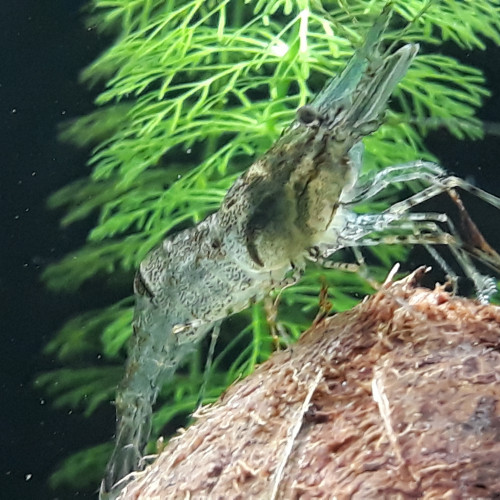 Grande crevette à pinces rouges
