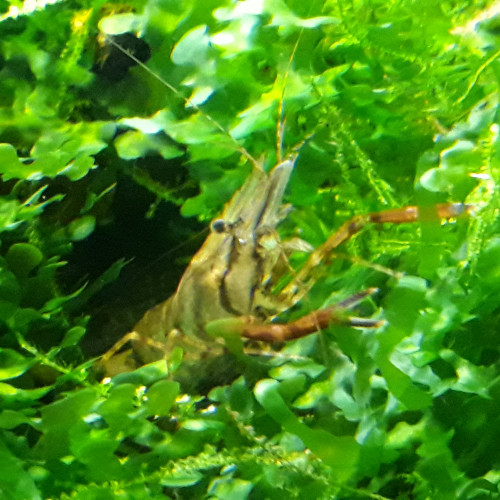 Grande crevette à pinces rouges