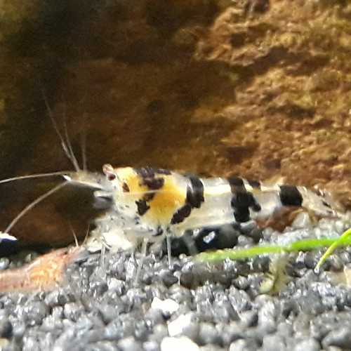 Tiger Racoon  10+ 2 offertes