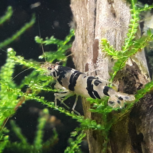 Tiger Racoon  10+ 2 offertes