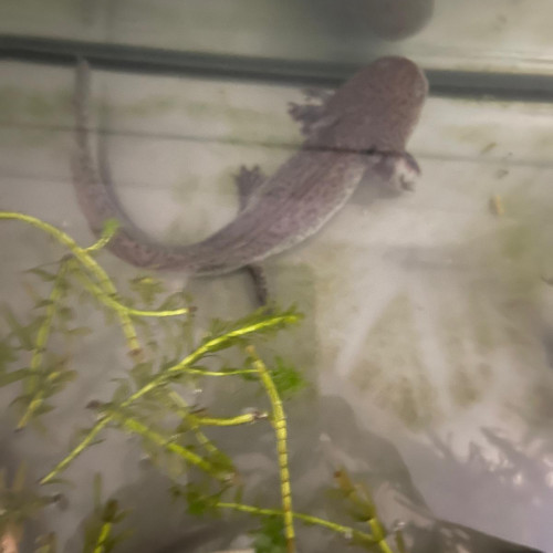 Dons Axolotls sauvages
