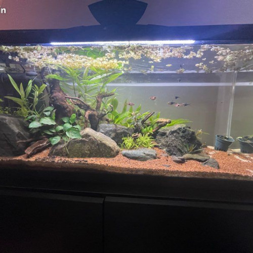 Aquarium complet 74L