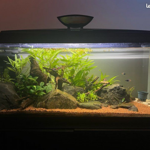 Aquarium complet 74L
