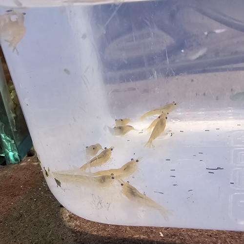 Neocaridina yellow