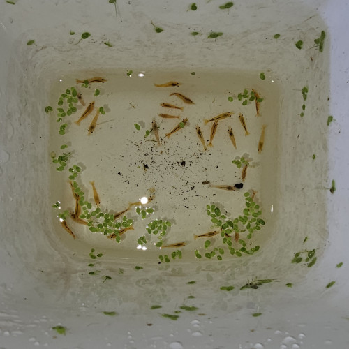 Neocaridina yellow