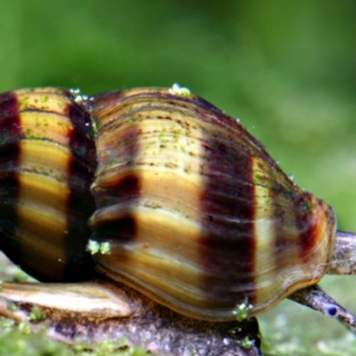 Escargot Anentome Héléna