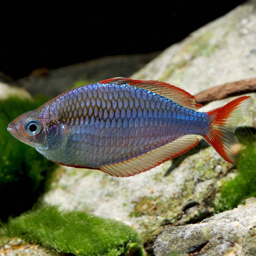 Melanotaenia praecox
