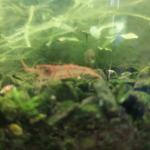 Recherche Caridina Mariae var. Red Tiger