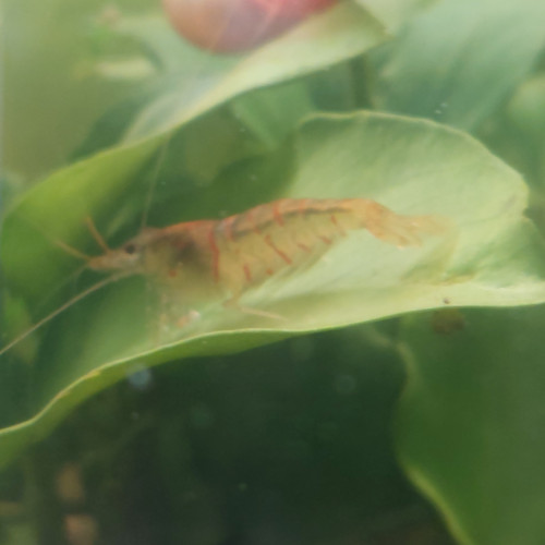 Recherche Caridina Mariae var. Red Tiger