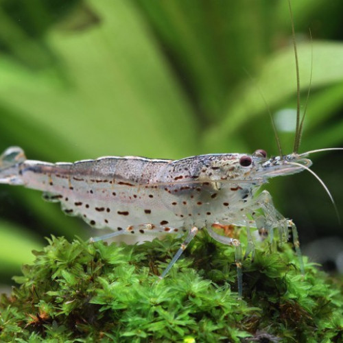 Crevettes amano
