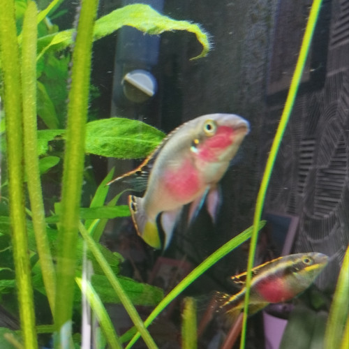 Pelmato