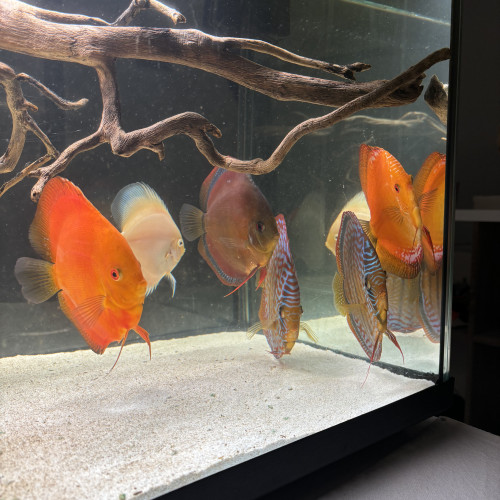 Discus