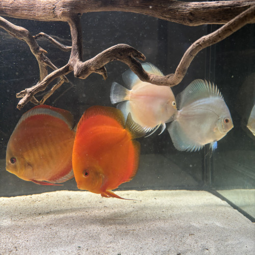Discus