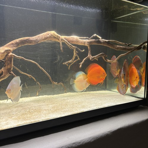 Discus