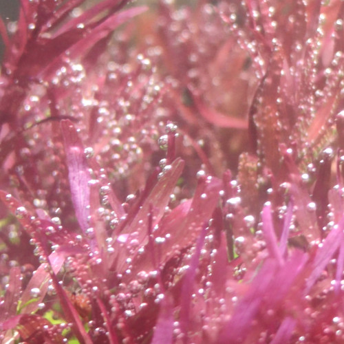 Rotala Blood Red Singapour