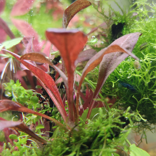 Samolus parviflorus red