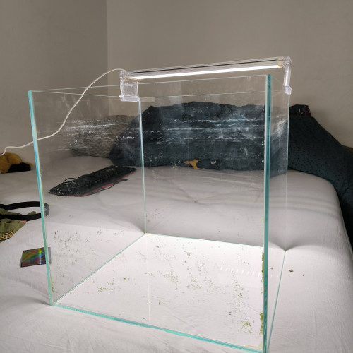 Aquarium superfish Scaper