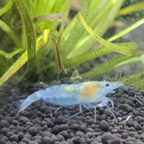 Neocaridina Blue jelly