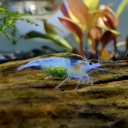 Neocaridina Blue jelly