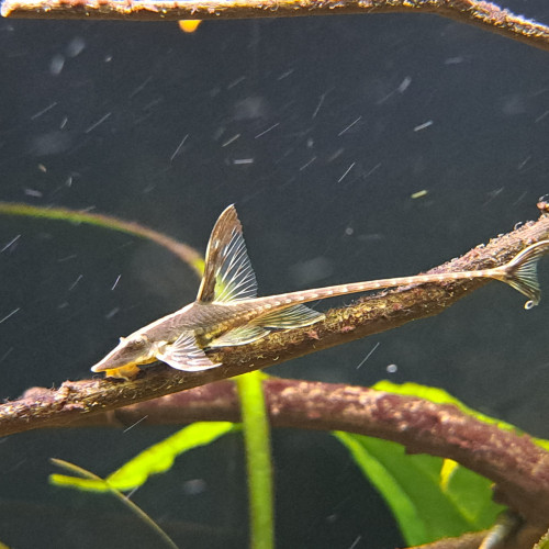 Sturisoma Aureum - Poissons de fond Amazonien