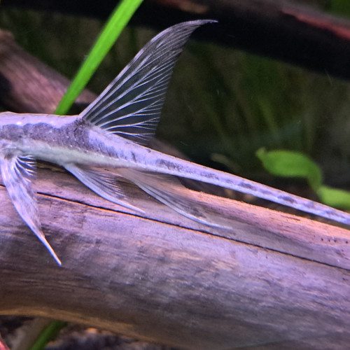 Sturisoma Aureum - Poissons de fond Amazonien