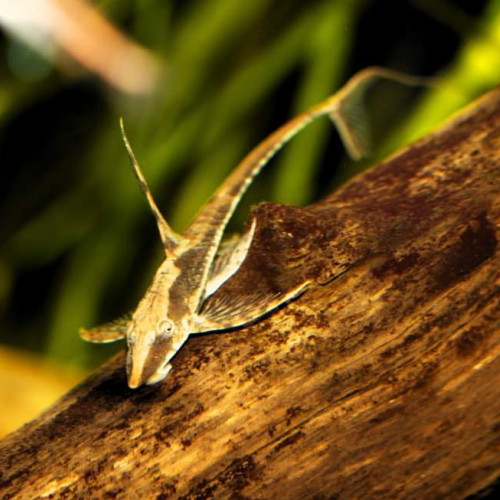 Sturisoma Aureum - Poissons de fond Amazonien