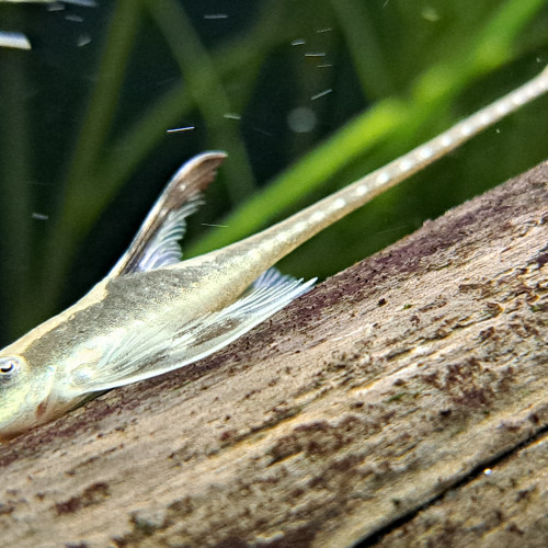 Sturisoma Aureum - Poissons de fond Amazonien