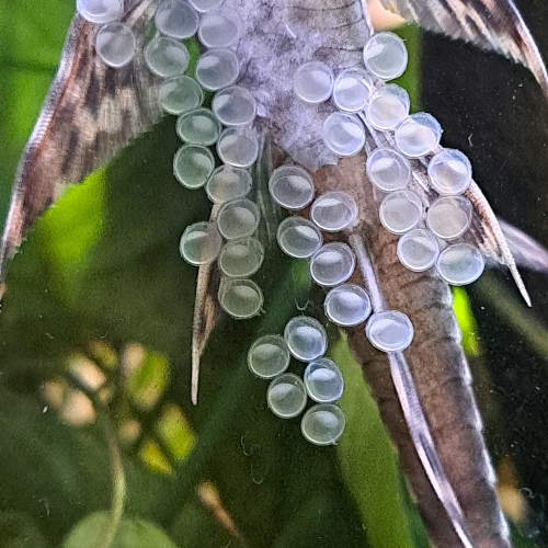 Sturisoma Aureum - Poissons de fond Amazonien