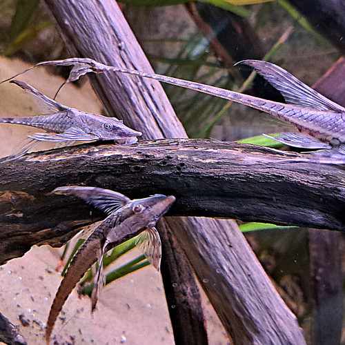 Sturisoma Aureum - Poissons de fond Amazonien