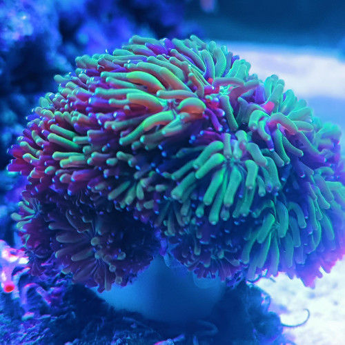 DON corail GALAXEA